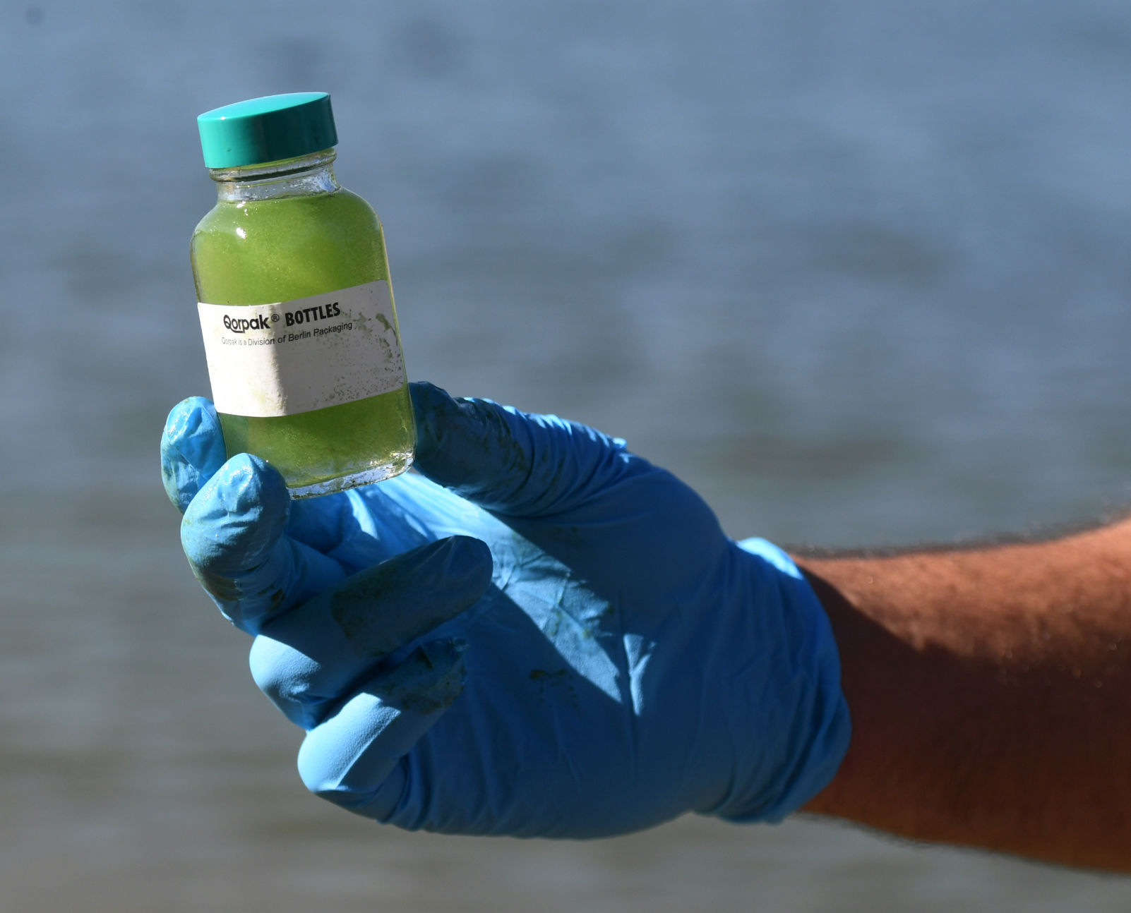Prospect Lake Blue-Green Algae 2 (copy)